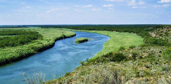 Arundo Rio Grande (c) John Goolsby