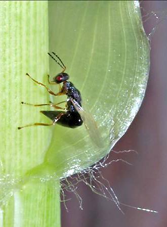 Arundo Wasp ovipositing