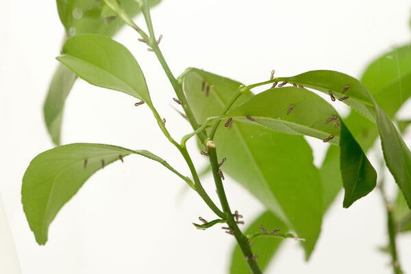 Asian citrus psyllid