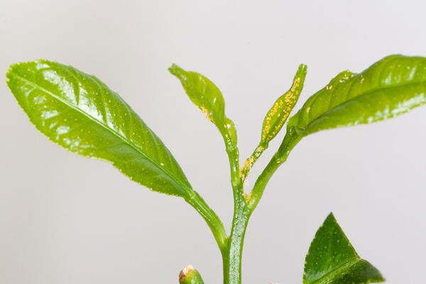 Asian citrus psyllid