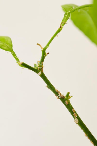 Asian citrus psyllid