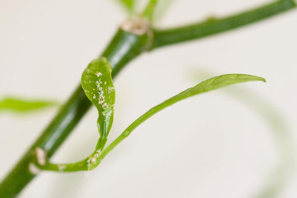 Asian citrus psyllid