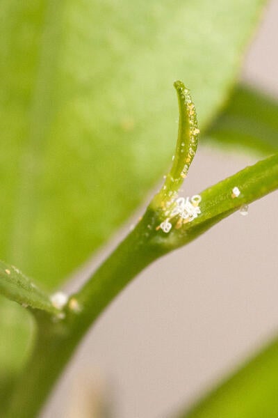 Asian citrus psyllid