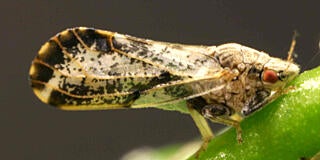 Asian Citrus Psyllid
