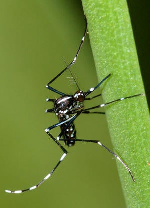 Asian Tiger Mosquito