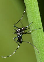 asian tiger mosquito