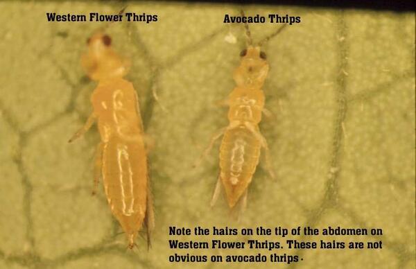 Avocado Thrips