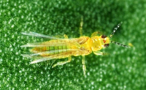 Avocado Thrips