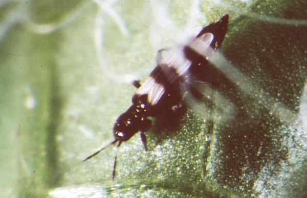 Avocado Thrips