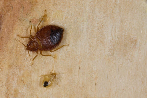 Bed Bugs