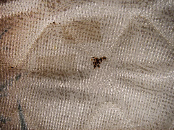 Bed Bugs