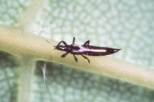 Avocado Thrips