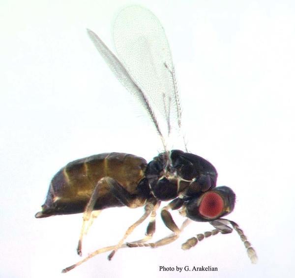 Blue Gum Galling Wasp