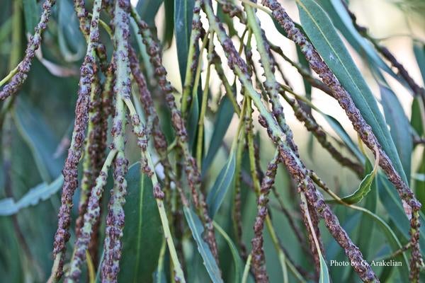 Blue Gum Galling Wasp