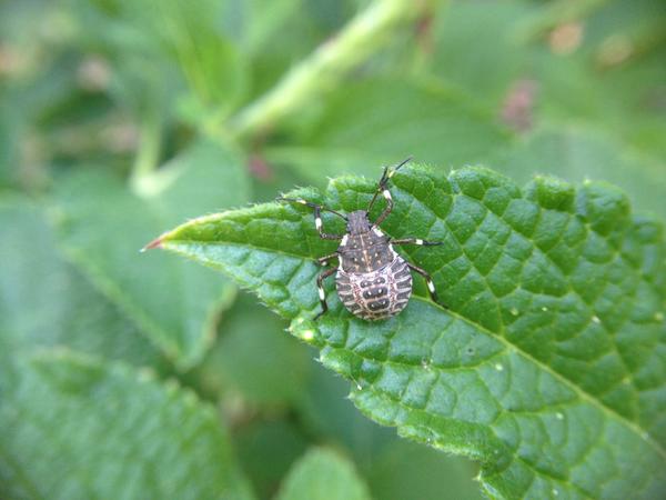 brown marmorated stink bug