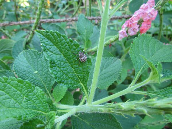 brown marmorated stink bug