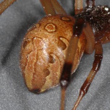 brown widow orange abdomen (c) CISR