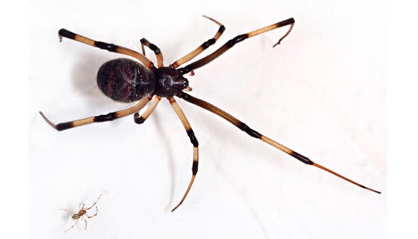 Brown Widow Spider