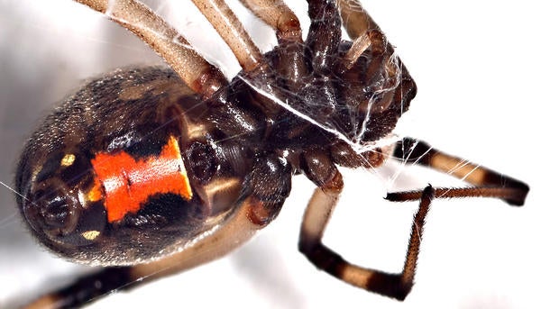 Brown Widow Spider