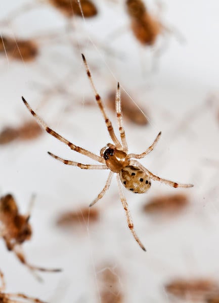 Brown Widow Spider