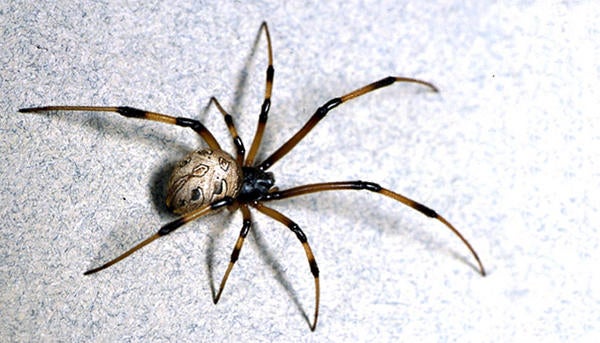Brown Widow Spider