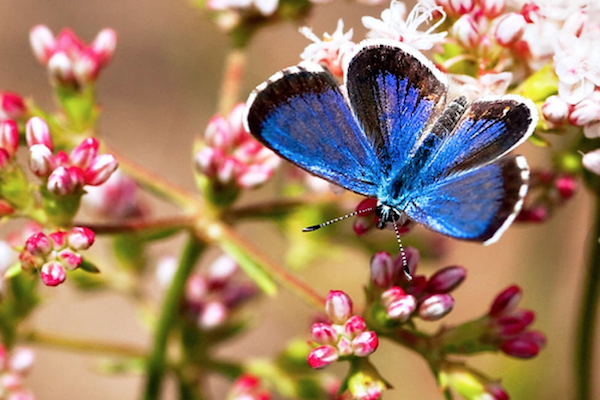 butterfly (c) unsplash