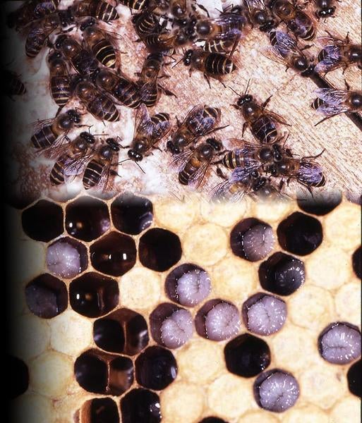 Cultivated Honeybee Brood