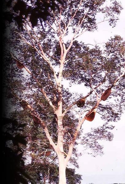 Wild Giant Honeybee Brood