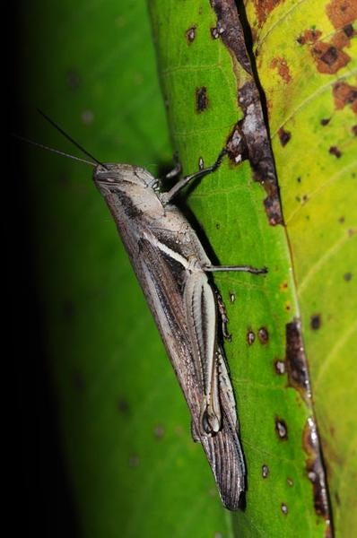 Short Horned Grasshopper
