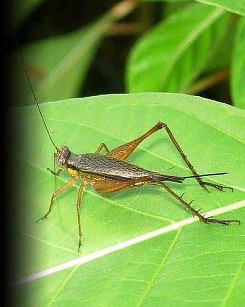 Field Cricket