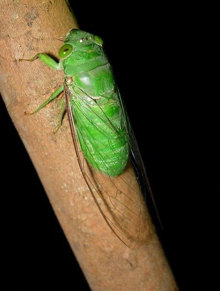 Cicada