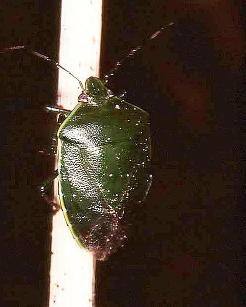 Green Stink Bug