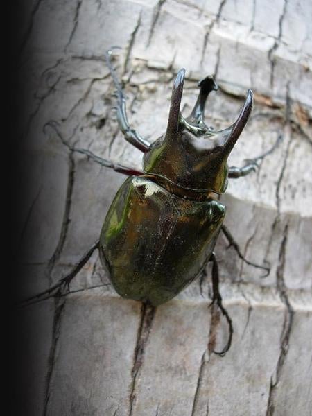 Horned Beetle