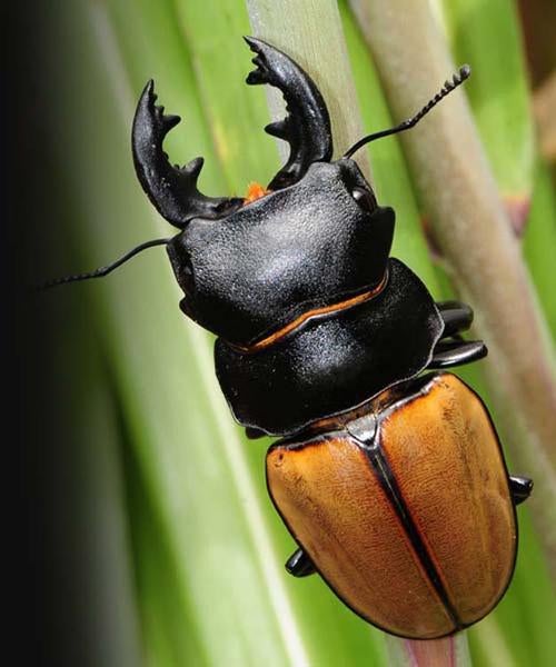 Stag Beetle