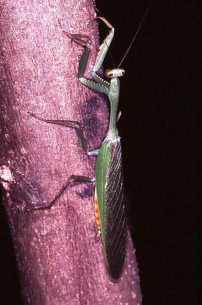 Praying Mantis
