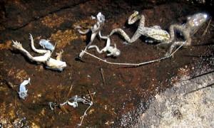 Chytrid Fungus