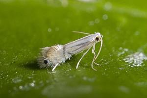 Citrus Leafminer