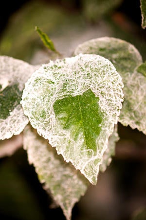 Giant Whitefly