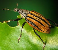 Diaprepes Root Weevil