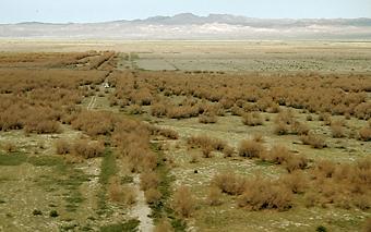 Diorhabda beetles defoliating Saltcedar (c) CISR