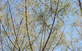 Diorhabda beetles defoliating Saltcedar (c) CISR