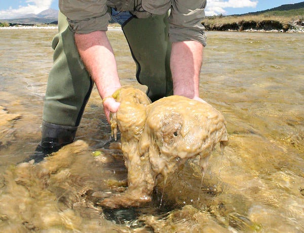 Didymo Rock Snot (c) Mark Hoddle