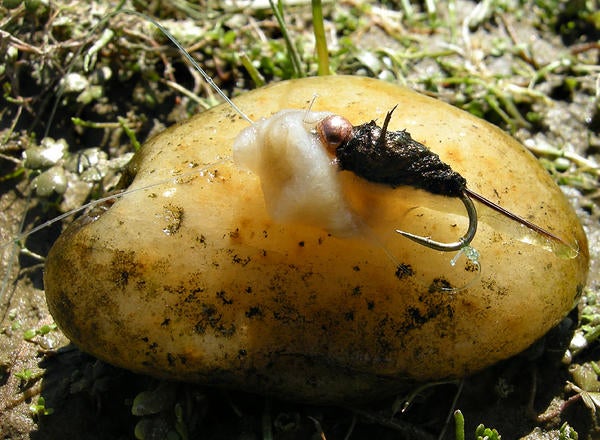 Didymo Rock Snot (c) Mark Hoddle