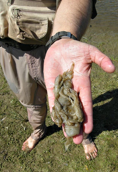 Didymo Rock Snot (c) Mark Hoddle