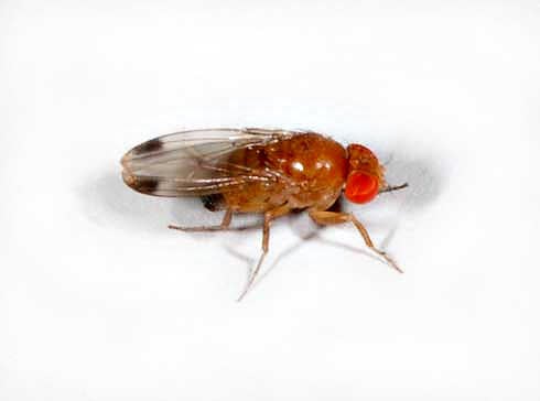 Drosophila suzukii