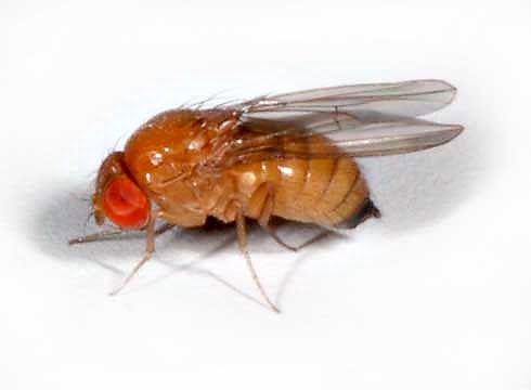 Drosophila suzukii