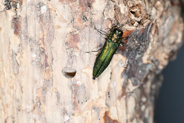 Adult Emerald Ash Borer