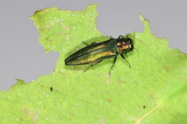 Adult Emerald Ash Borer