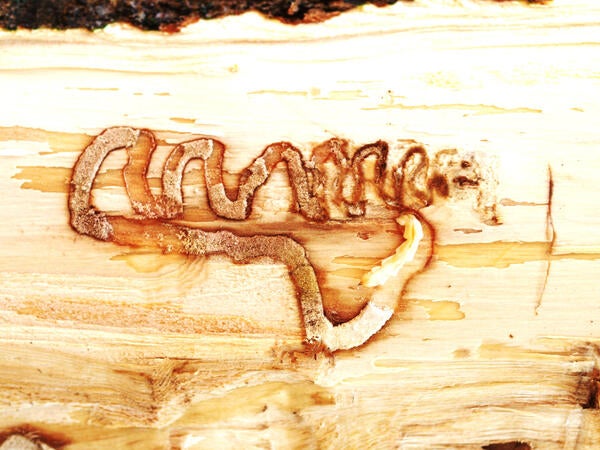 4th instart Emerald Ash Borer