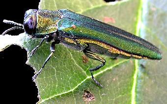 Emerald Ash Borer adult (c) CISR